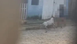 Pitbull mata cachorro em rua de Arapiraca e causa revolta de moradora