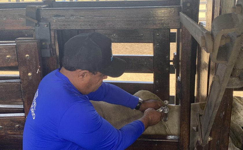 Alagoas atinge cobertura vacinal da febre aftosa exigida pelo Mapa