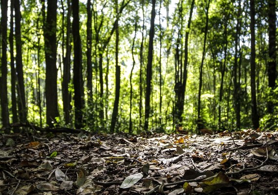 Produção florestal do país cresce 16,7% e chega a R$ 44,3 bi em 2024