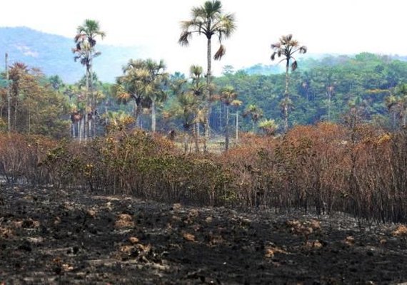 Após incêndio na Chapada, voluntários defendem continuidade de ações preventivas