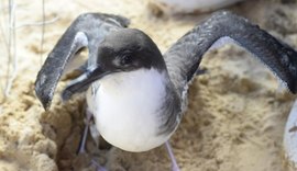 IMA alerta população para evitar contato com aves marinhas durante período migratório