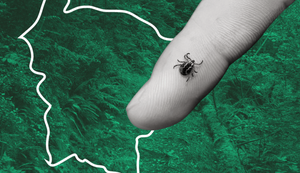 Nordeste não registra nenhuma morte por febre maculosa desde 2015