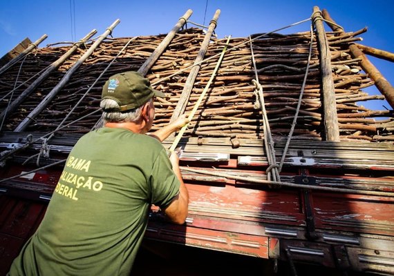 Fiscalização apreende madeira que estava sendo retirada de Área de Preservação Permanente