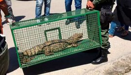Jacaré é encontrado e resgatado em calçada de estabelecimento comercial