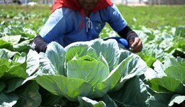 Reeducandos aperfeiçoam técnicas de cultivo na horta do sistema prisional