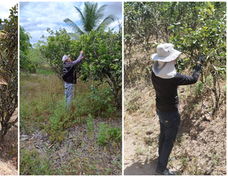 AL assegura a manutenção do status sanitário de área sem ocorrência de Cancro Cítrico