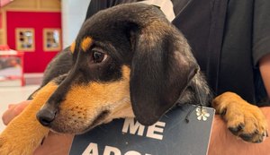 Galeria Paseo Gruta promove evento de adoção de pets aos sábados