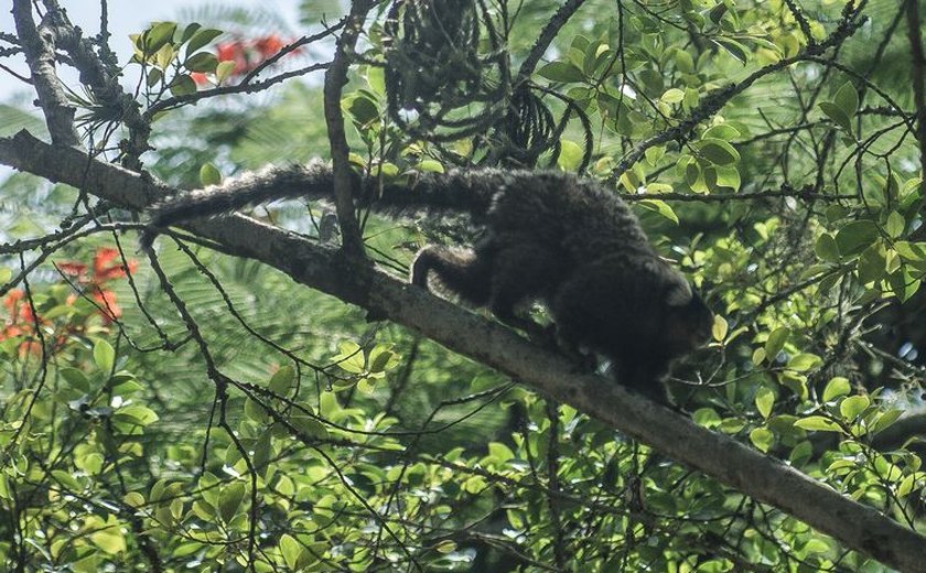 Descoberta de vírus da zika em macaco sugere ciclo silvestre da doença