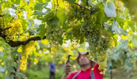 Com safra acima da projetada, Cooperativa Vinícola Garibaldi regulariza estoques