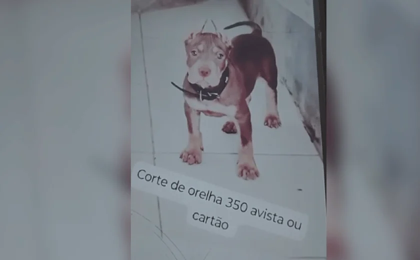 Homem é indiciado por oferecer corte estético de orelhas de cães em Maceió