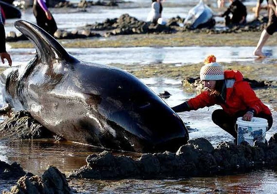 Morte em massa de baleias choca a Nova Zelândia