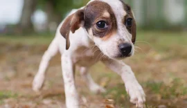 Feira de Adoção acontece neste domingo (20) na Rua Aberta da Ponta Verde