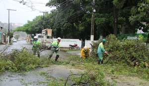 Em 24 horas, dez árvores caem em Maceió e total já chega a 75 neste inverno