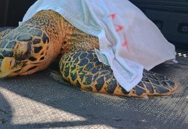 Tartaruga-de-pente ferida é resgatada na praia de Ipioca e recebe atendimento em Maceió