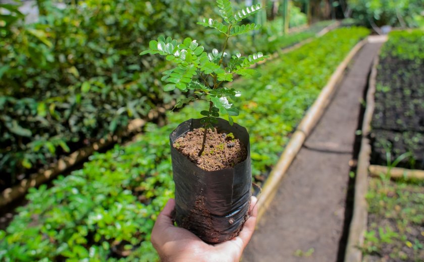 Aqui a gente cuida: Projeto “Disk Mudas” incentiva reflorestamento urbano e já distribuiu mais de 500 mudas em Coruripe