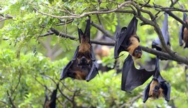 Autoridades de saúde reforçam monitoramento após novos casos do vírus Nipah na Índia