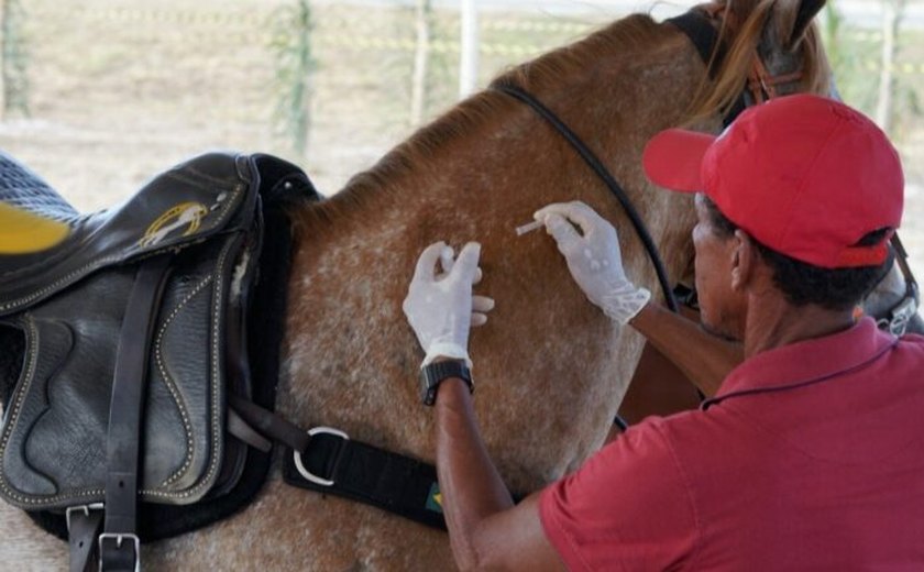 Prefeitura de Marechal Deodoro inicia campanha de vacinação para equinos neste sábado (11)