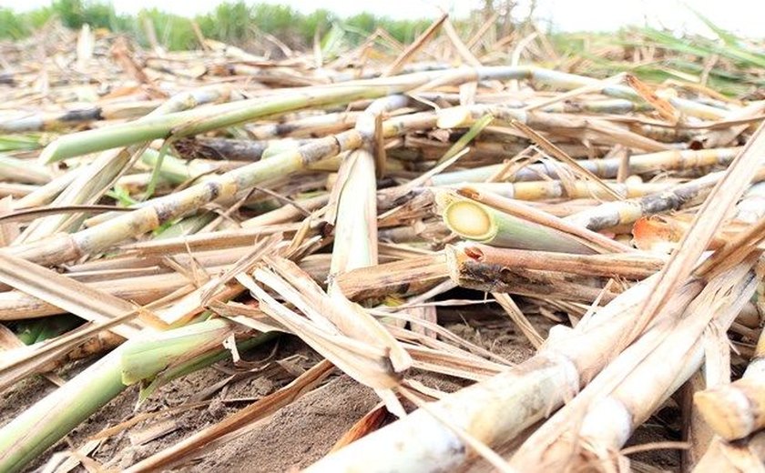 Moagem de cana será iniciada na região norte de Alagoas