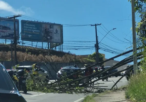 Árvore cai sobre carro e provoca lentidão na Avenida Leste-Oeste, em Maceió