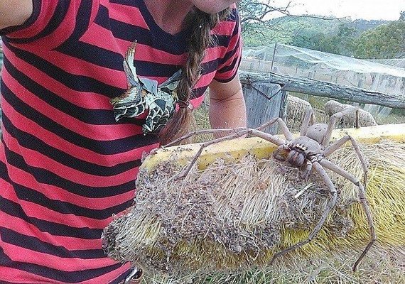 Aranha gigante é avistada em fazenda na Austrália