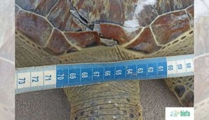 Tartaruga marinha encalha com vida na praia de Ponta Verde, mas morre antes de resgate