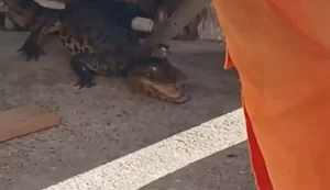 Jacaré é encontrado na entrada de casa em bairro de Arapiraca