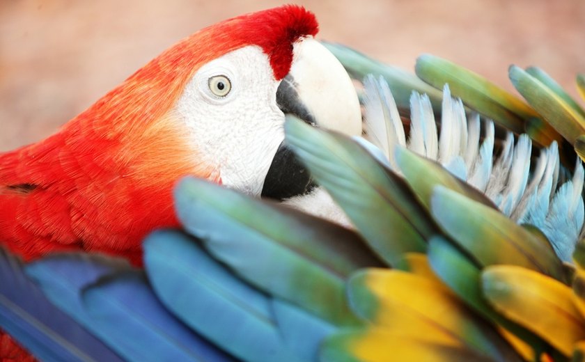 Turismo de Observação de Aves ganha destaque em Paulo Afonso