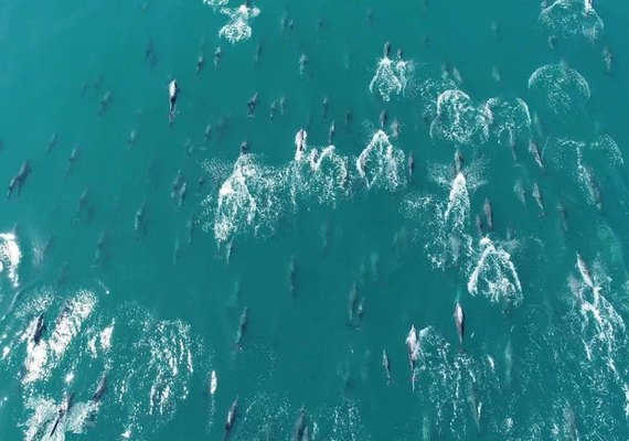 Grupo de mais de 500 golfinhos é visto no mar da praia de Copacabana