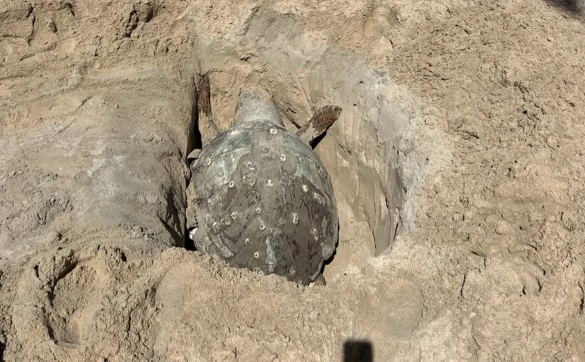 Tartaruga-cabeçuda é encontrada morta na Praia de Ponta Verde