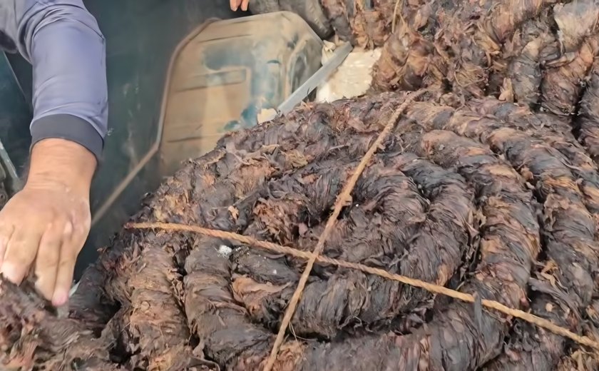 Preço do fumo tem leve alta na feira de Arapiraca