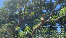 Construtora é autuada por crime ambiental após poda irregular de 17 árvores na Serraria