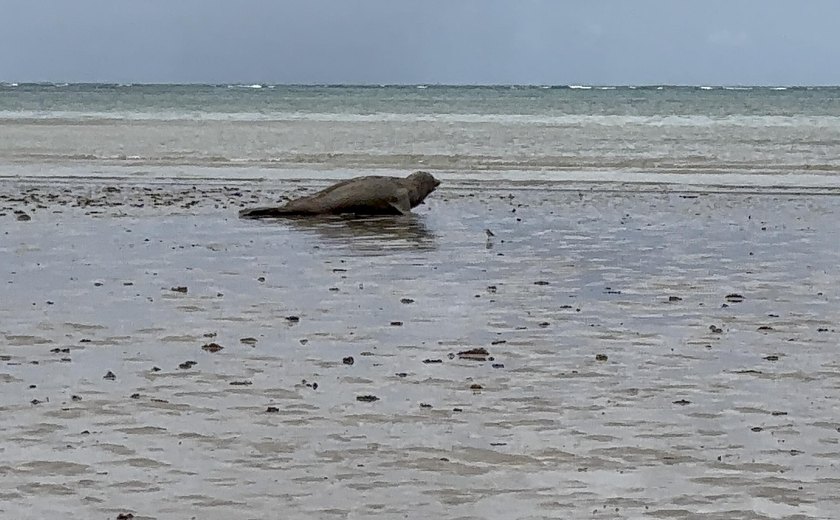 Elefante-marinho que está na costa alagoana é monitorado pelo IMA/AL