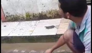 Moradores capturam jiboia em rua do bairro Santos Dumont