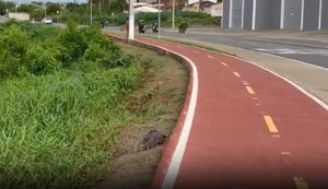 Jacaré é encontrado morto à margem de rodovia em Arapiraca