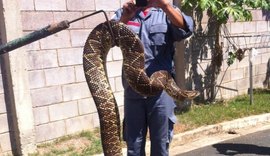 Cascavéis invadem loteamento de alto padrão em Campinas