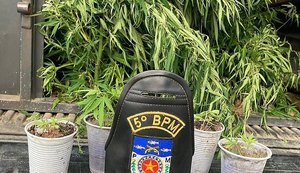 Pastores são presos suspeitos de cultivar plantação de maconha em igreja