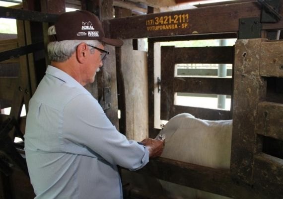 Alagoas atinge cobertura vacinal de 95,56% contra febre aftosa