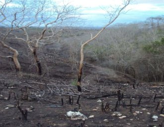 MPF aciona herdeiros por degradação ambiental em área da Terra Indígena Kariri-Xocó