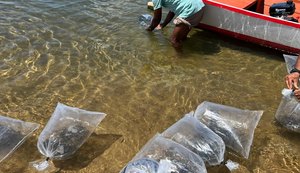 Peixamento repovoa rio São Francisco com espécie ameaçada de extinção