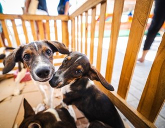 Saúde orienta tutores sobre cuidados com cães e gatos nos festejos juninos