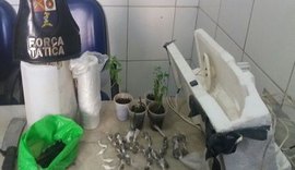 PM encontra plantação de maconha em estufa improvisada na capital