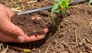 Alagoas foi o primeiro estado do Nordeste a lançar Plano de Agricultura de Baixo Carbono