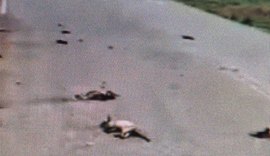 Denúncia de maus-tratos a animais causa indignação em Viçosa