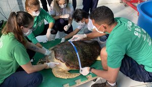 Parceria entre IMA e Biota resulta na soltura de tartaruga marinha em Guaxuma