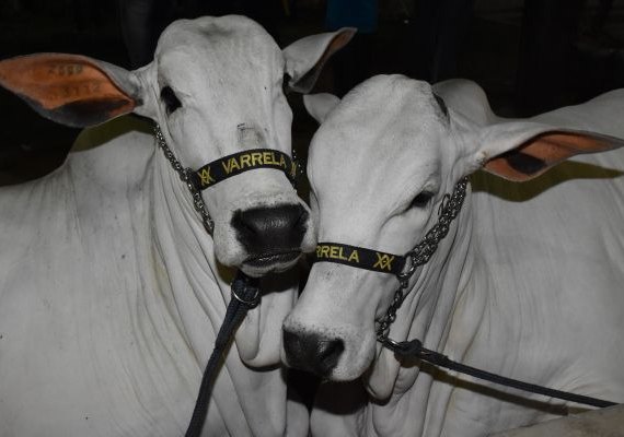 Expoagro consolida papel da agropecuária como vetor de desenvolvimento em AL
