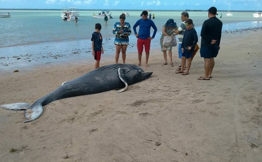 Baleia morta e tartaruga ferida são encontradas em praias de Alagoas