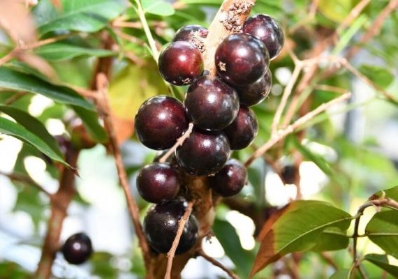 Circuito da Jabuticaba proporciona imersão na produção do vinho em Palmeira dos Índios