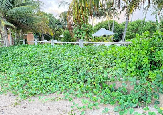 Alagoas é pioneira a nível internacional no uso de tecnologia do Sandbag