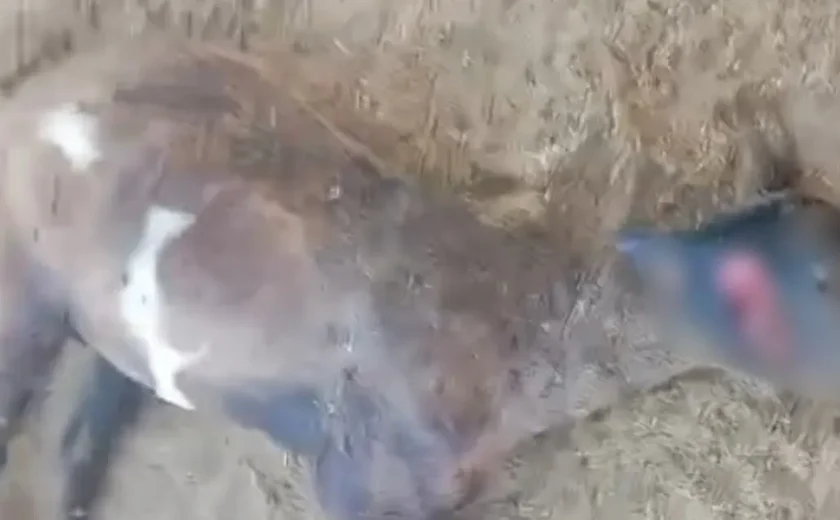 Seis ovelhas são encontradas mortas em propriedade rural de Craíbas
