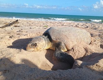 Vídeo: tartaruga-cabeçuda desova durante o dia na Praia do Mirante da Sereia